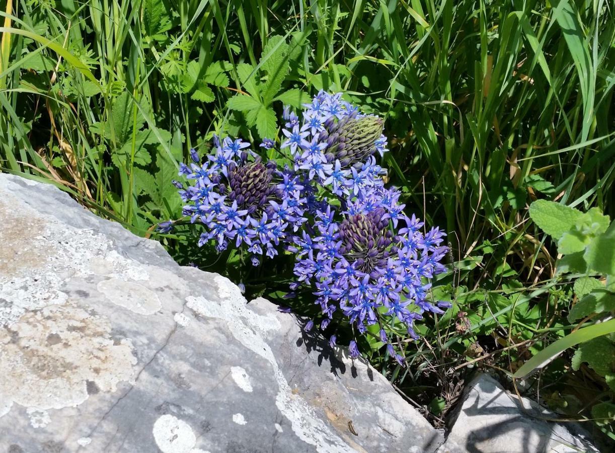 芬卡拉斯莫雷纳斯乡村民宿 Yunquera 外观 照片