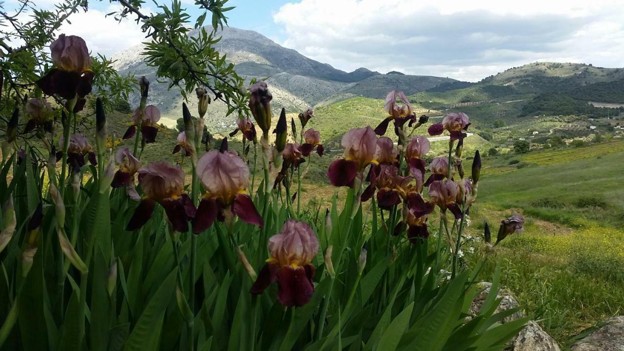 芬卡拉斯莫雷纳斯乡村民宿 Yunquera 外观 照片